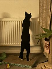 There is a pregnant cat in DD's bedroom