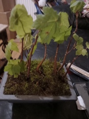 Bonsai beginner advice