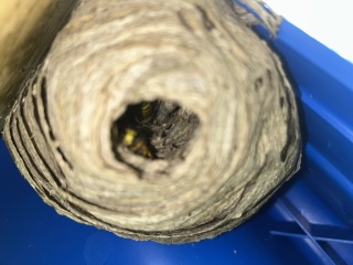Small wasps nest under kids slide