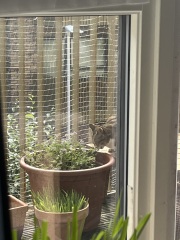 The One after the One where the Excellent Cats posed for a calendar