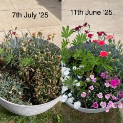 Flowers a dying? HELP