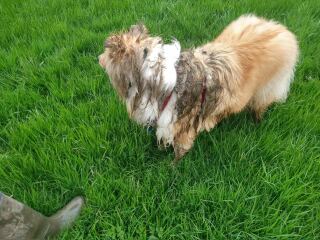 Any Rough Collie owners here?