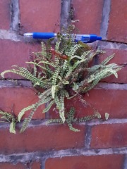 Weeds Have Rights Too !