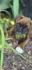 Please help me name my new puppy