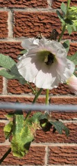 What have you done in the garden today? Part 7
