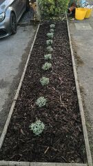 Help with lavender hedge pruning