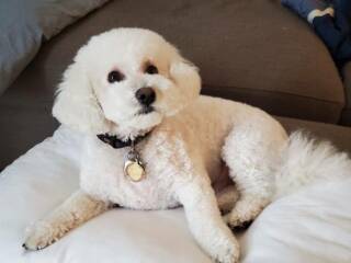 Poodle or doodle? (Lighthearted game)