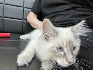 The One after the One where the Excellent Cats posed for a calendar