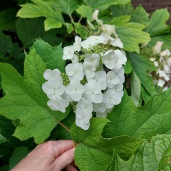 Annoying bright pink hydrangea