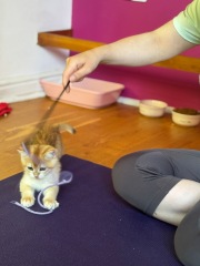 The One after the One where the Excellent Cats posed for a calendar