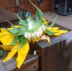 Senseless decapitation - squirrel deterrent??