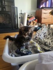 Is there such a thing as an SEN cat?