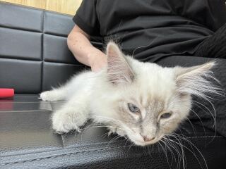 The One after the One where the Excellent Cats posed for a calendar