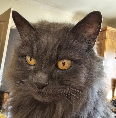 Thread 27 Starmer: He's a very clever cat