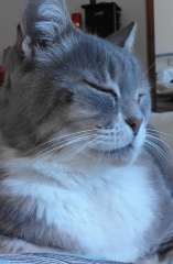 Is there such a thing as an SEN cat?