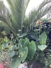 Anyone else planting a jungle/tropical garden?