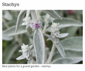Totally clueless serial plant killer trying to plan a front garden