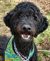 Poodle or doodle? (Lighthearted game)