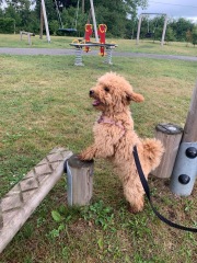 Poodle or doodle? (Lighthearted game)