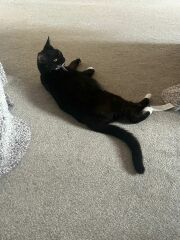 There is a pregnant cat in DD's bedroom