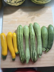 The Vegetable Patch 2024/2025