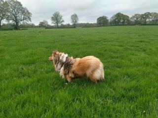 Any Rough Collie owners here?