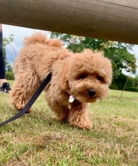 Poodle or doodle? (Lighthearted game)