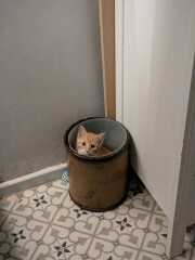 The One after the One where the Excellent Cats posed for a calendar