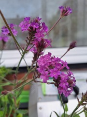 Year round Nigel Slater discussion thread Part 2