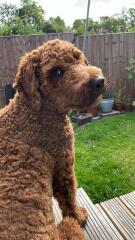 Adolescent Dog Survival Thread - welcome to the teenage wasteland