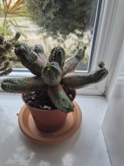 Propagation question for cactus lovers