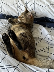 The One after the One where the Excellent Cats posed for a calendar