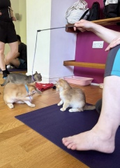 The One after the One where the Excellent Cats posed for a calendar