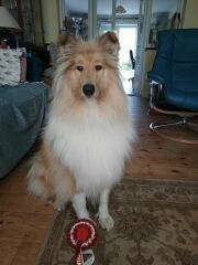 Any Rough Collie owners here?