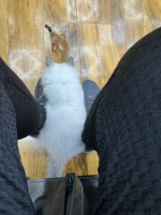 The One after the One where the Excellent Cats posed for a calendar