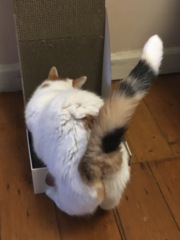 The One after the One where the Excellent Cats posed for a calendar