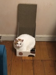 The One after the One where the Excellent Cats posed for a calendar