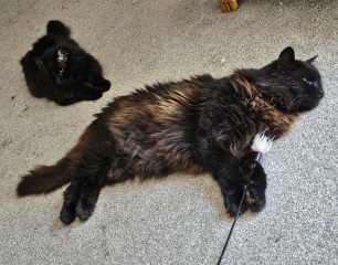 How do your longhairs do in the heat?