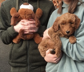 Adolescent Dog Survival Thread - welcome to the teenage wasteland