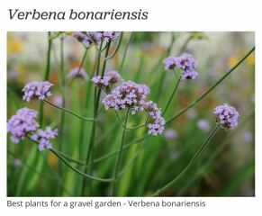 Totally clueless serial plant killer trying to plan a front garden