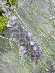 What’s happening to my lavender?
