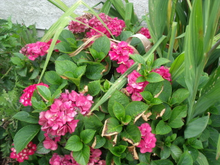 Annoying bright pink hydrangea