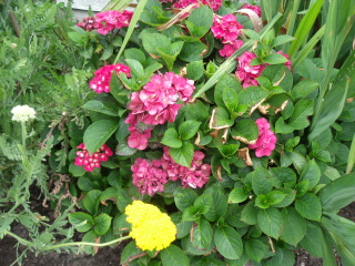Annoying bright pink hydrangea