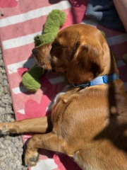 Stupid things your dog has done today