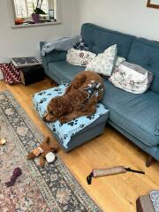 Adolescent Dog Survival Thread - welcome to the teenage wasteland