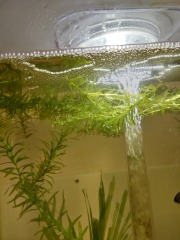 Rescue fish...advice needed!