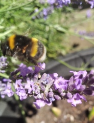 Weeds Have Rights Too !