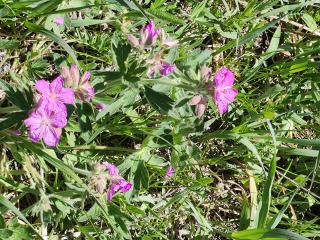 Weeds Have Rights Too !