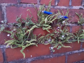 Weeds Have Rights Too !