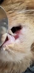 Cancer, abscess or infection? *Pic warning*